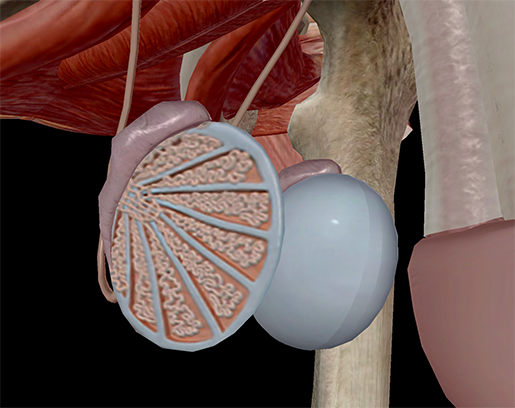 testis-testes-gonads-male-gametes-endocrine